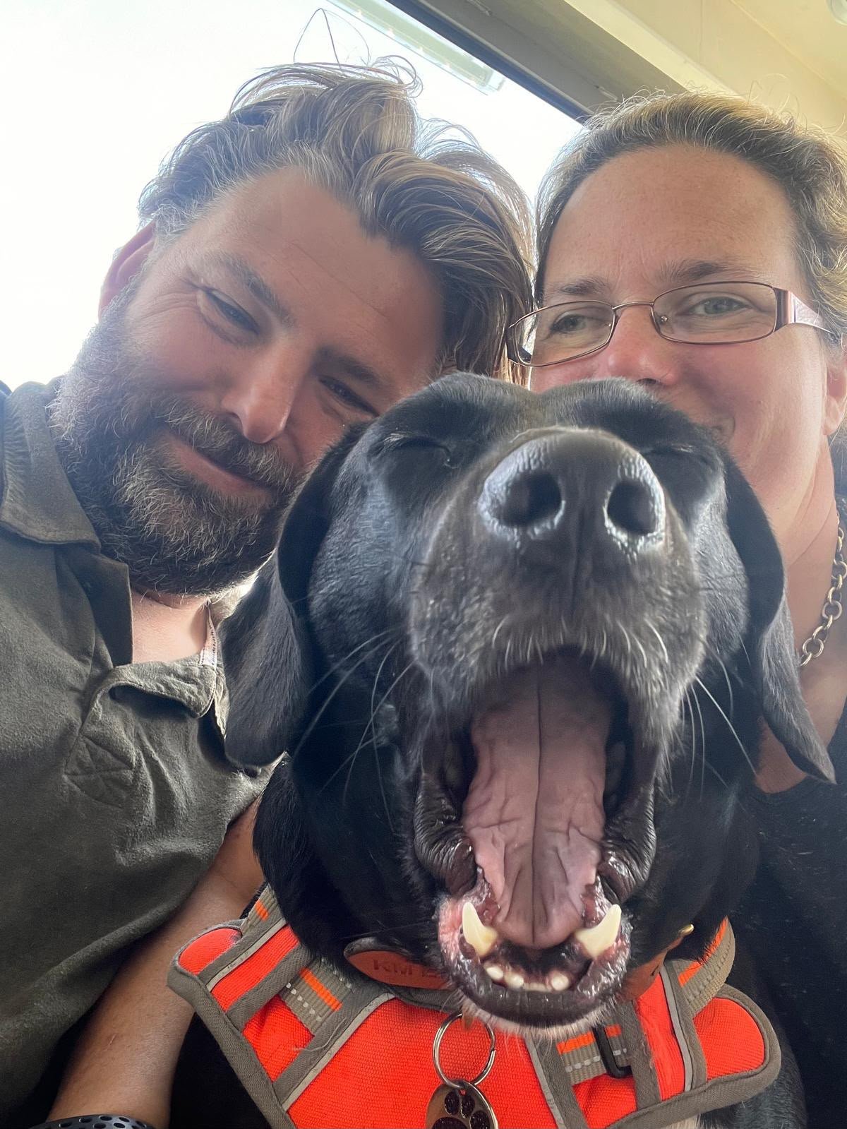 Tara the Hound Lab Cross